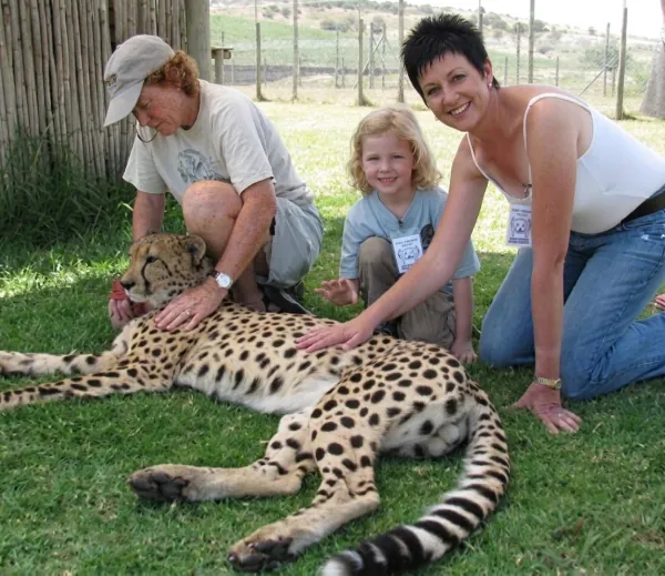 A young child gently petting a resting cheetah at a wildlife facility.